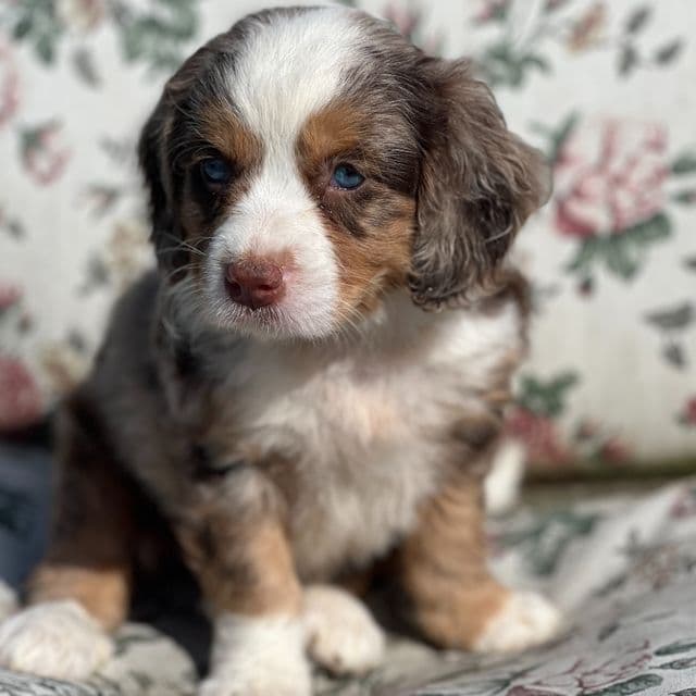 Winnie - Bernedoodle Female