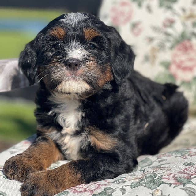 Zeckie - Bernedoodle Male
