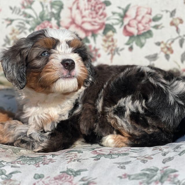 Noodle - Bernedoodle Male
