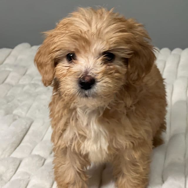 Blueberry - Goldendoodle Female