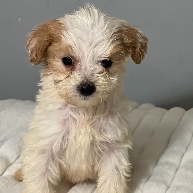 Thumbelina - Goldendoodle Female