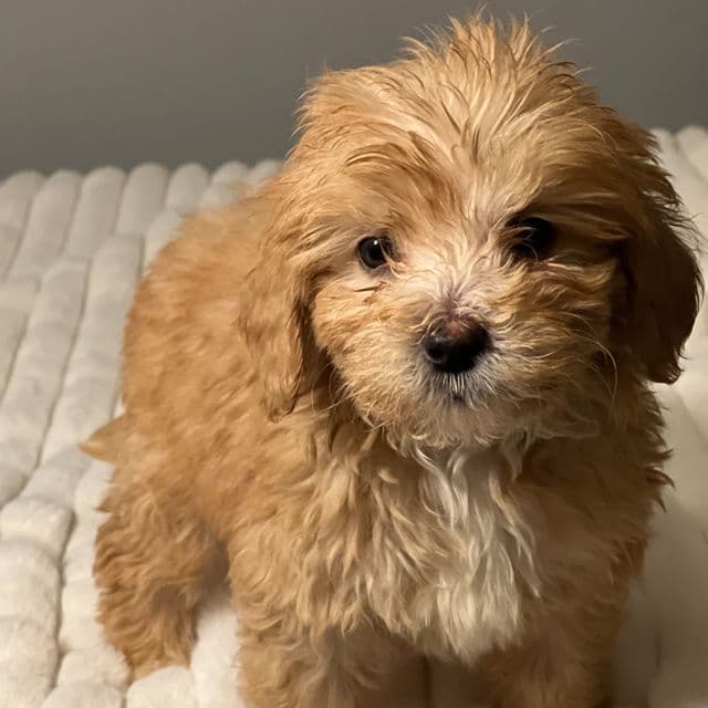 Teddy - Goldendoodle Male