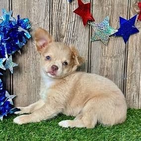 Kelsie - Chihuahua Female