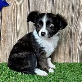 Kara - Chihuahua Female