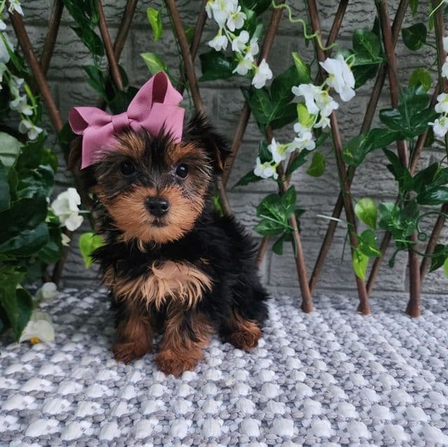 Bitsy - Yorkshire Terrier Female
