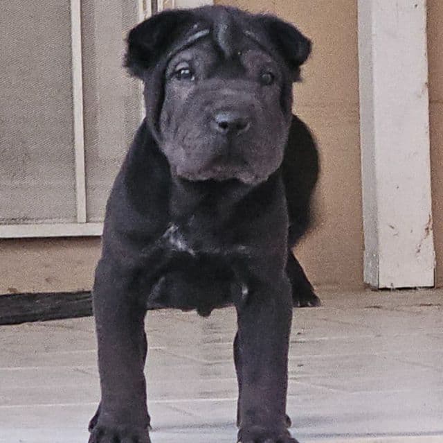 Screws - Chinese Shar-Pei Male