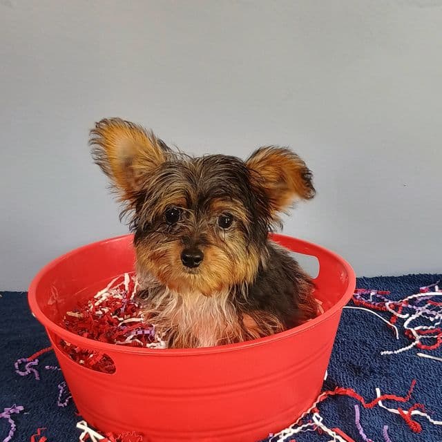 Frankie - Yorkshire Terrier Male