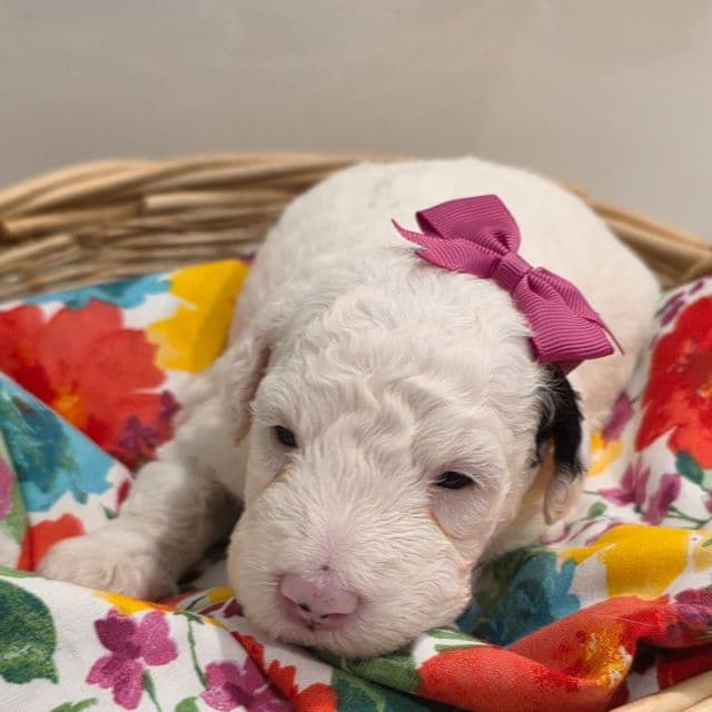 Sugar-mini - Sheepadoodle Female