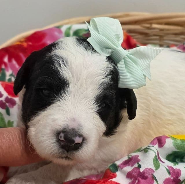 Pearl-mini - Sheepadoodle Female