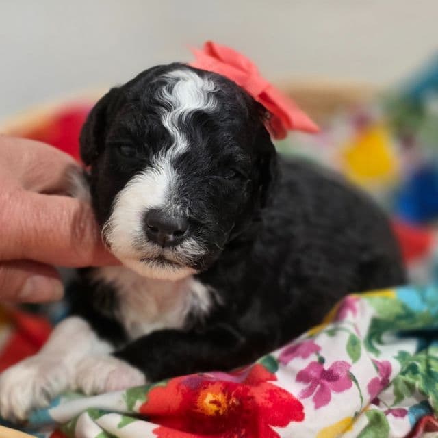 Majic- mini - Sheepadoodle Female