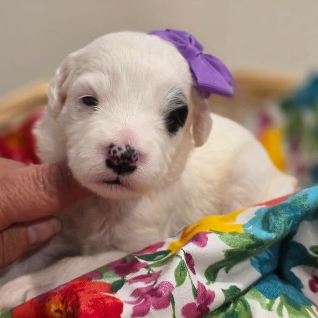 Patches-mini - Sheepadoodle Female