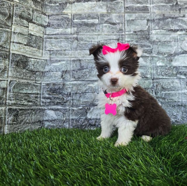 Lilly - Australian Shepherd Female