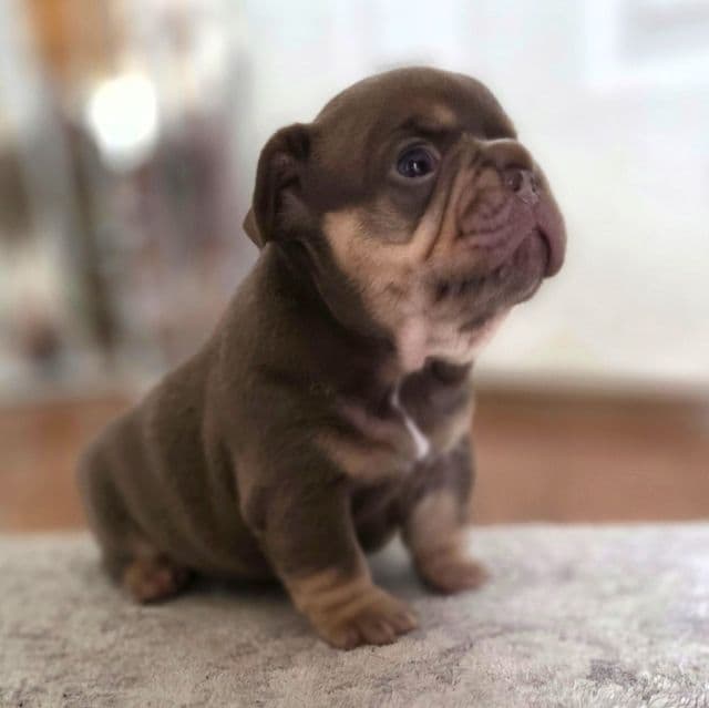 Macchiato - French Bulldog Male