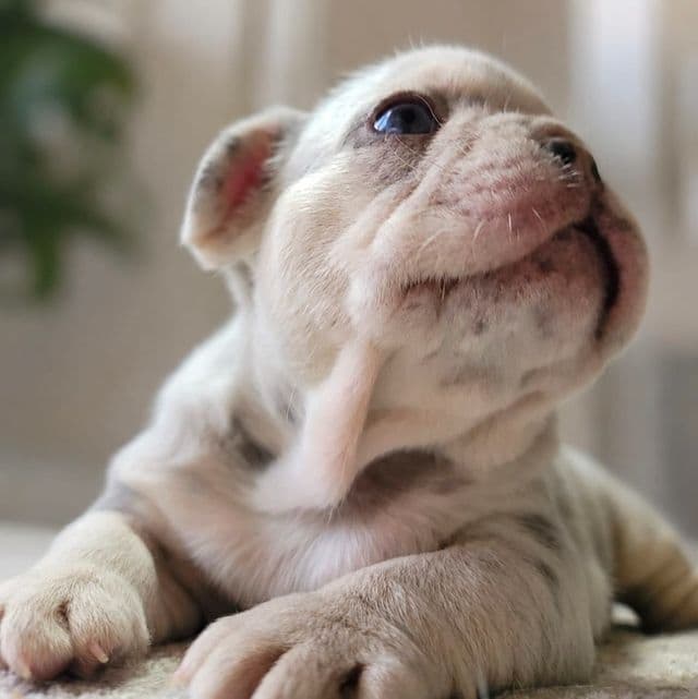 Marble - French Bulldog Male