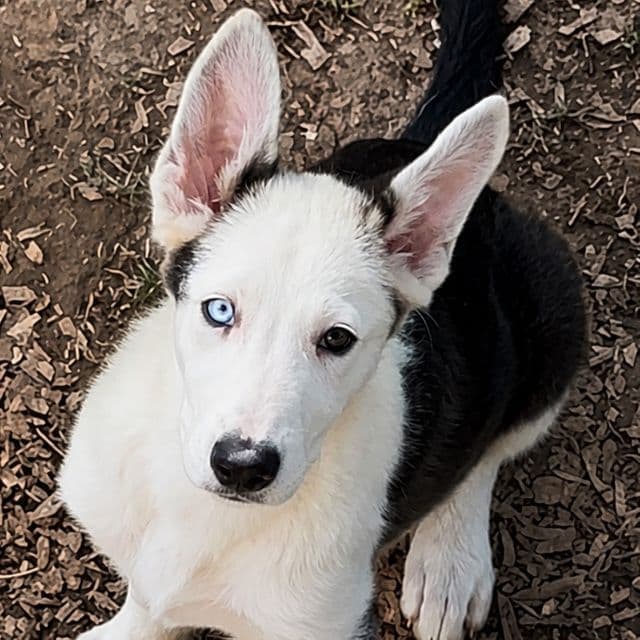 Panda - German Shepherd Dog Male