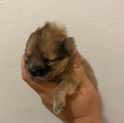 Kandy - Pomeranian Female