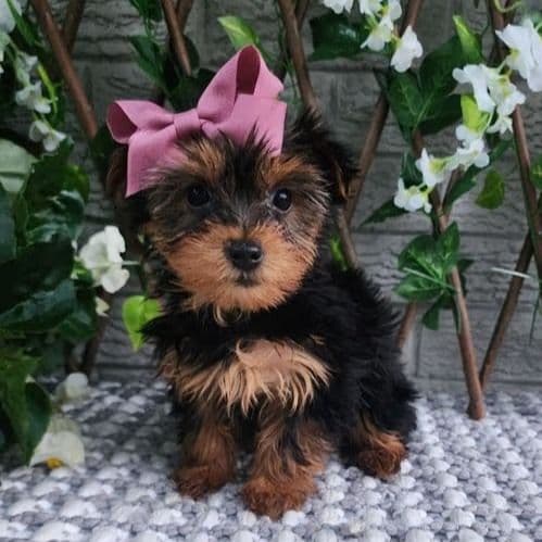 Bitsy - Yorkshire Terrier Female