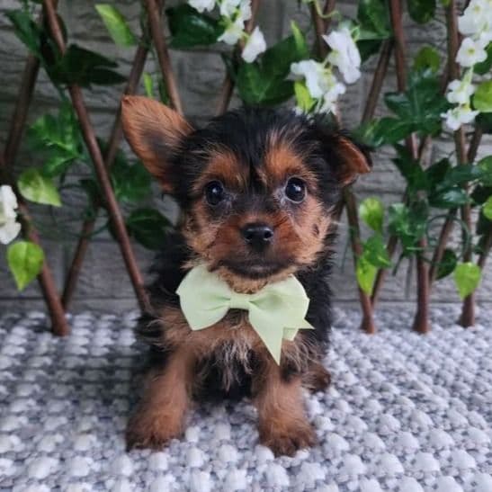 Baxter - Yorkshire Terrier Male