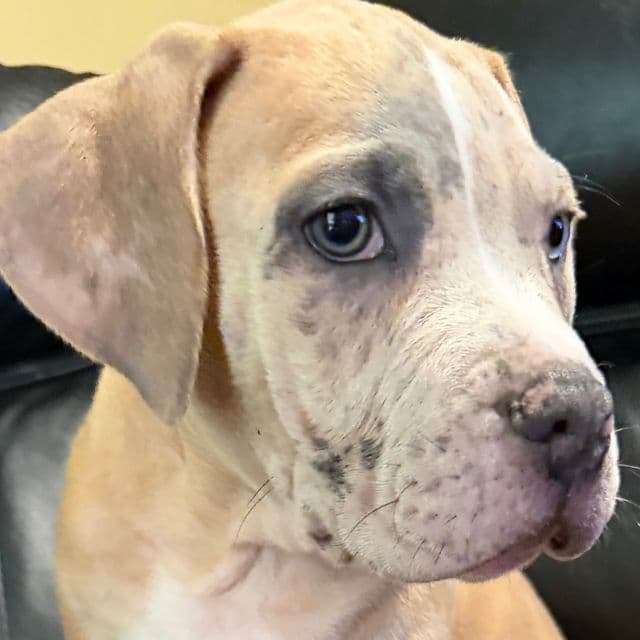 King - American Bully Male