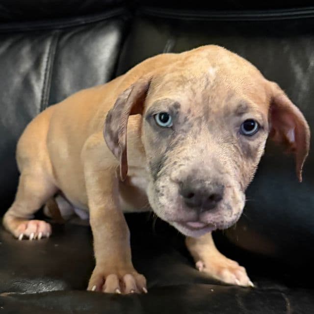 Pedro - American Bully Male