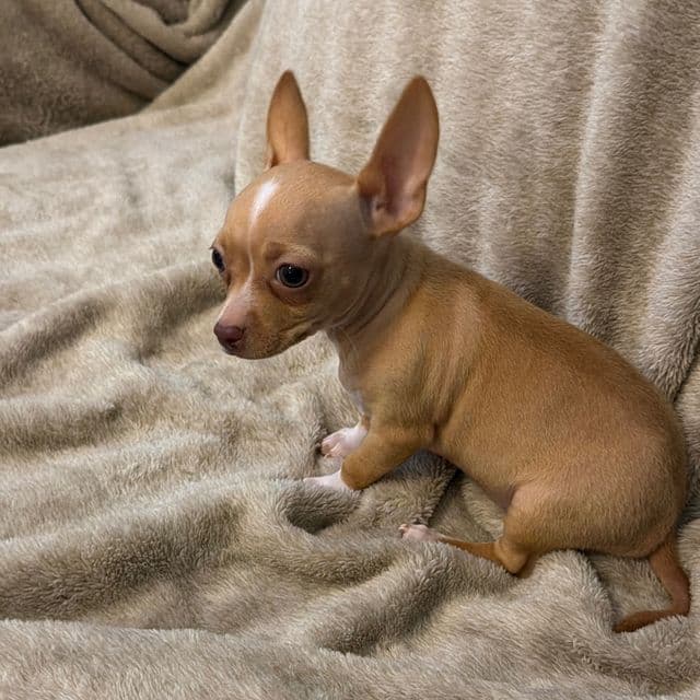 Miniture Lacy charting 3/4 lb - Chihuahua Female