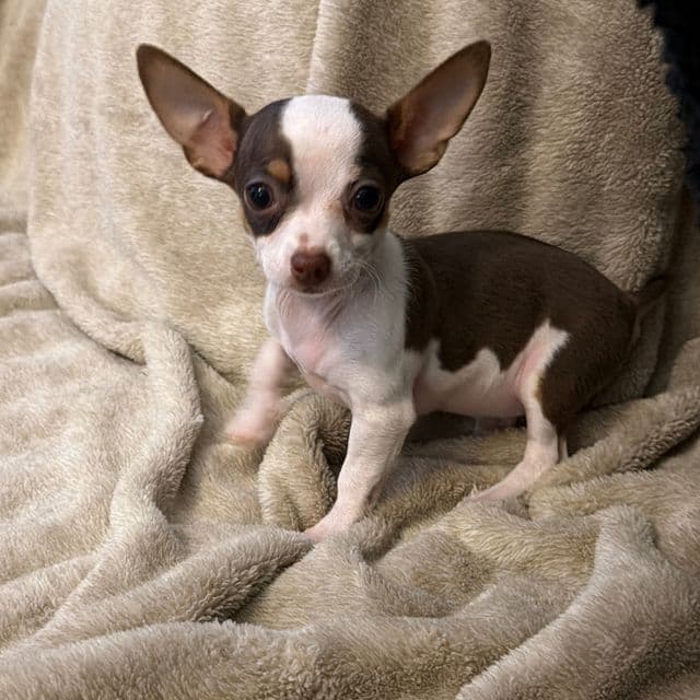 Miniture Mrs Brownie - Chihuahua Female