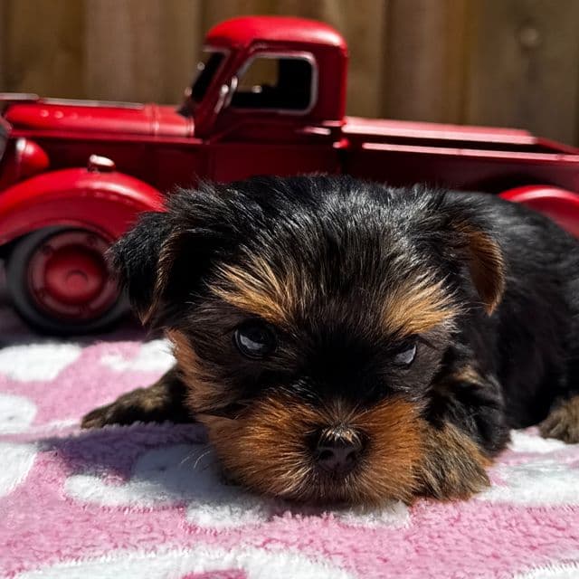 Whitney - Yorkshire Terrier Female