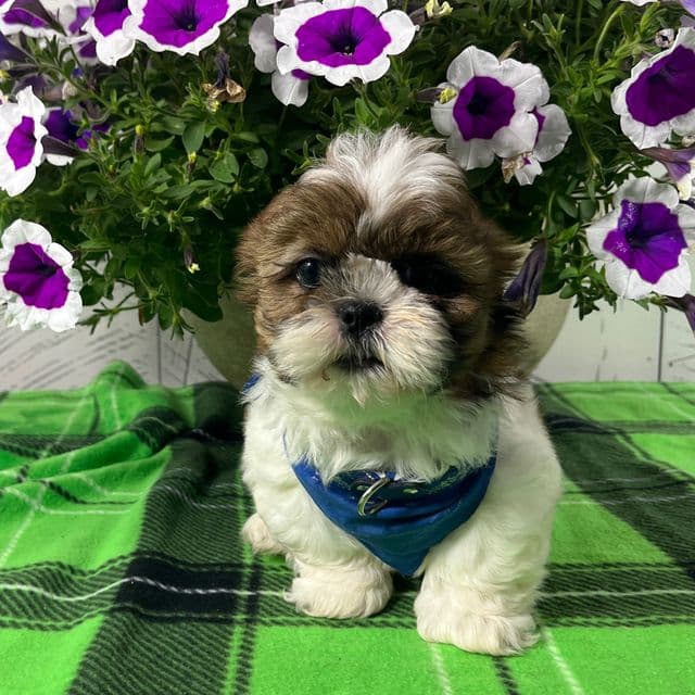 Benny - Shih Tzu Male