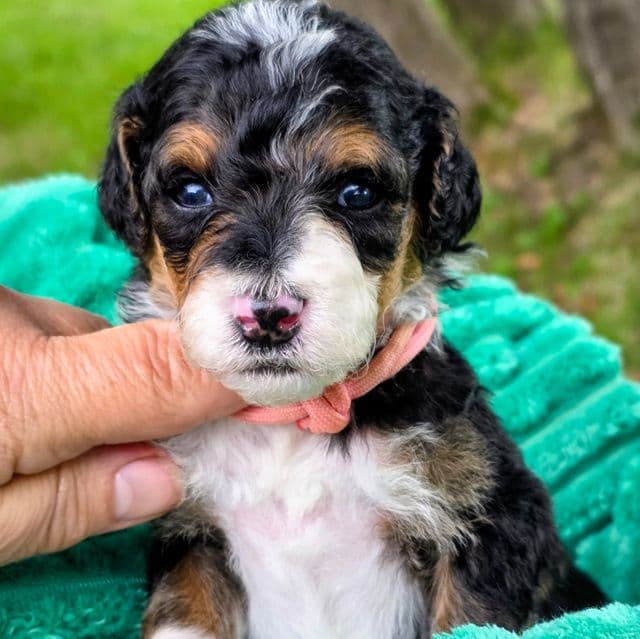 Sammy- mini - Bernedoodle Male
