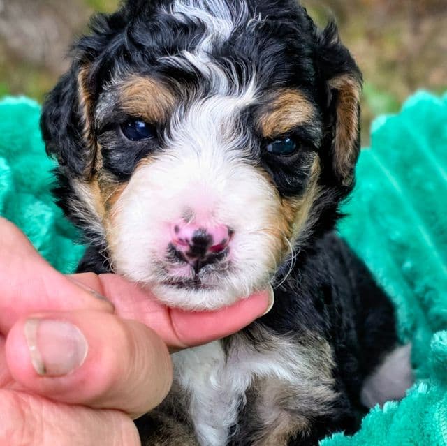Willie- mini - Bernedoodle Male