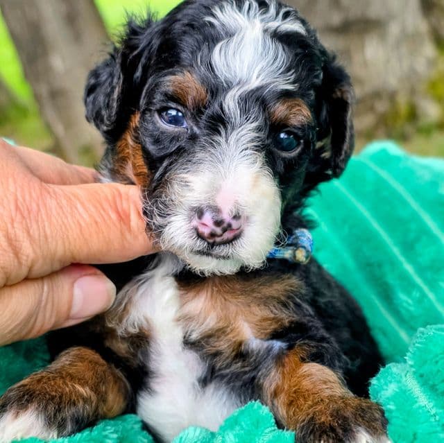Cobb- mini - Bernedoodle Male
