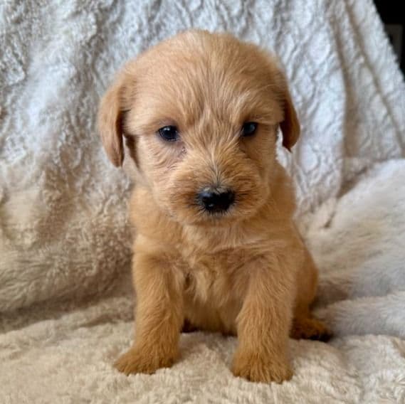 GREEN BOY - F1B - Goldendoodle Male