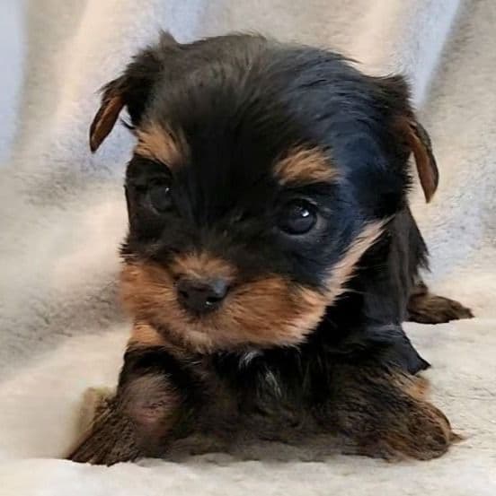 Jasper - Yorkshire Terrier Male
