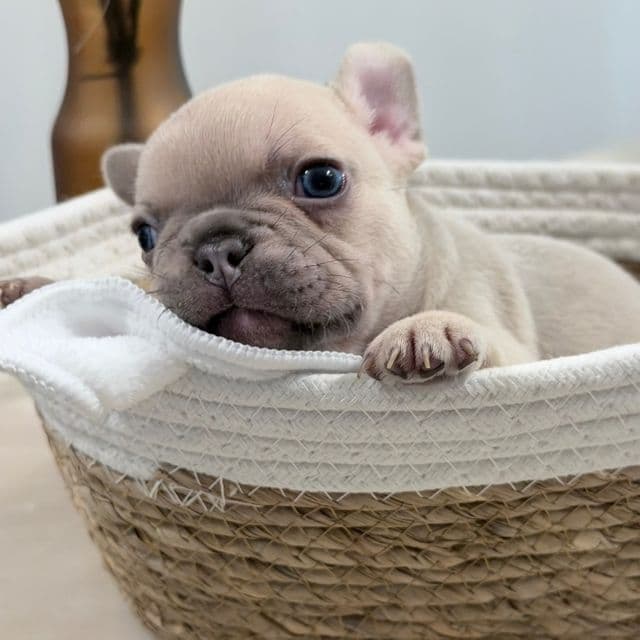Manly - French Bulldog Male
