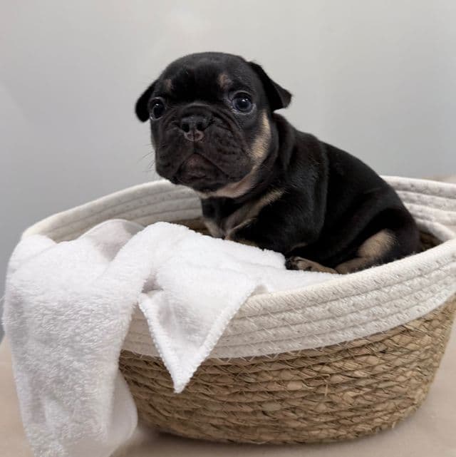 Carmen - French Bulldog Female