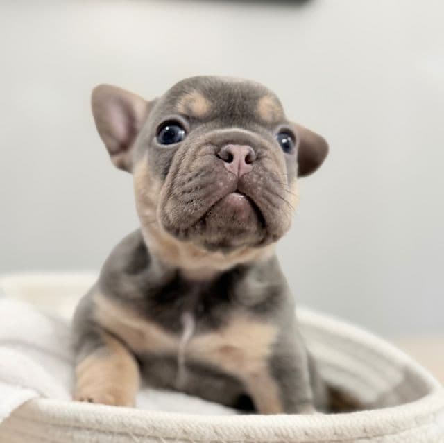 Miracle - French Bulldog Female