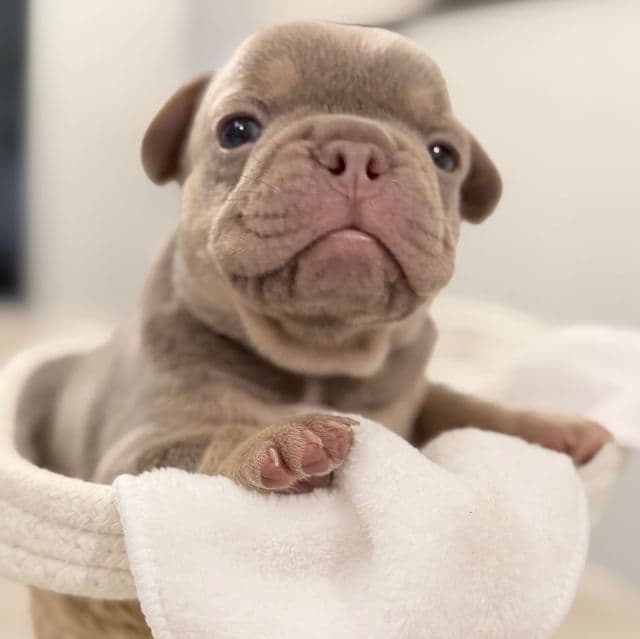 Dozer - French Bulldog Male