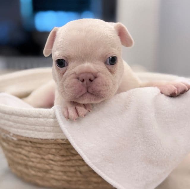 Oz - French Bulldog Male
