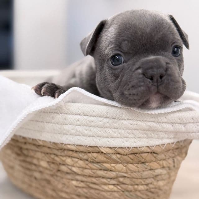 Dino - French Bulldog Male
