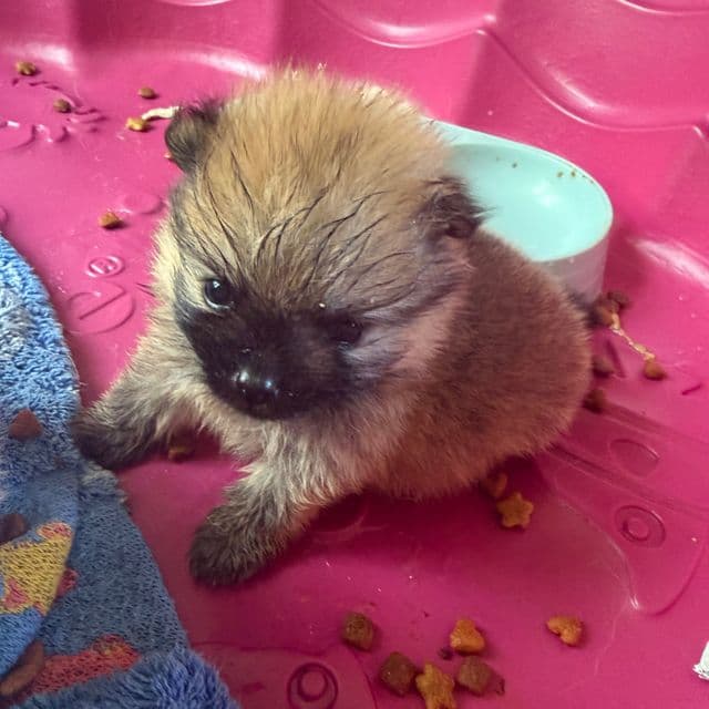 Boo - Pomeranian Male