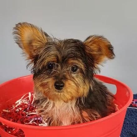 Frankie - Yorkshire Terrier Male