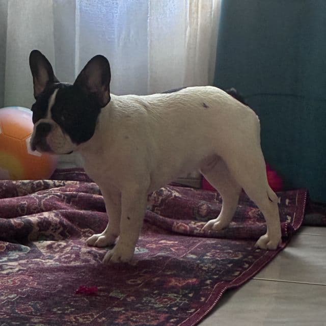 Pierre - French Bulldog Male