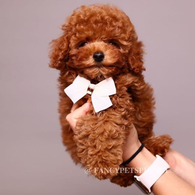 Copper teddy bear - Toy Poodle Male