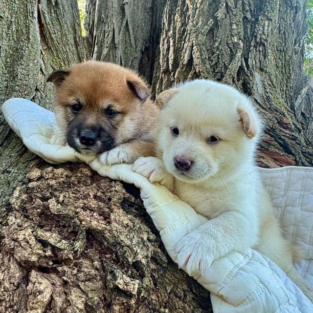 Snickers - Shiba Inu Male