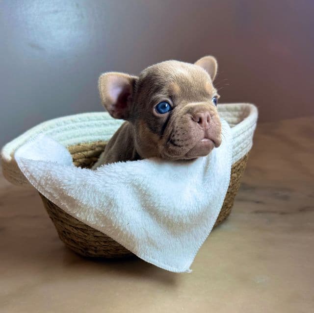 Dozer - French Bulldog Male