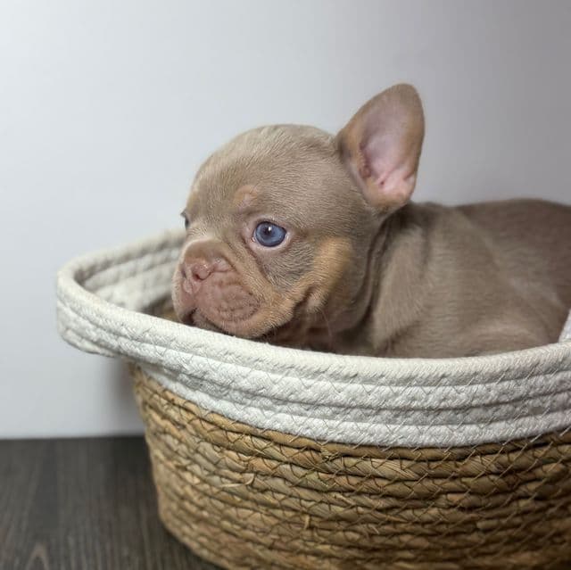 Gorgeous - French Bulldog Female