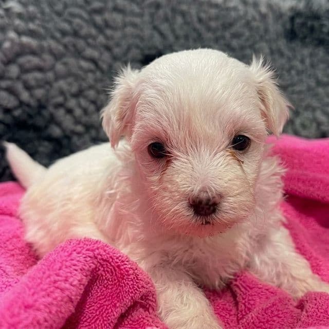 Ginnie - Maltese Female