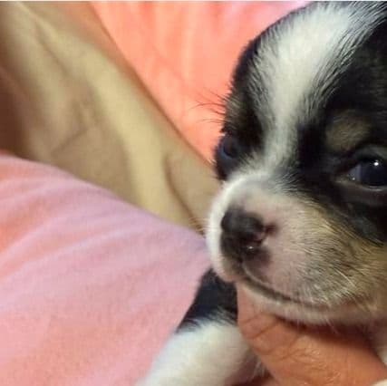Trouble - Chihuahua Male
