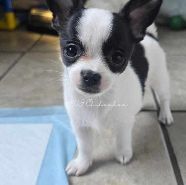 Brat - Chihuahua Male