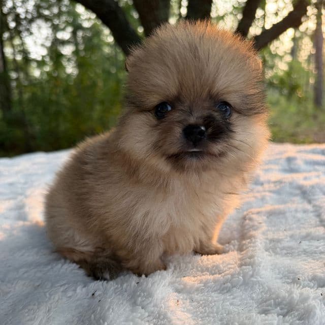 Indigo - Pomeranian Female